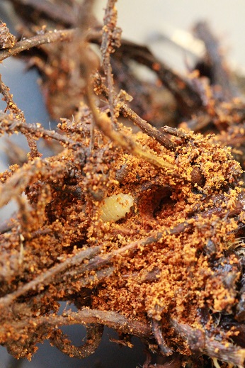 vine weevil larva in strawberry crown with damage